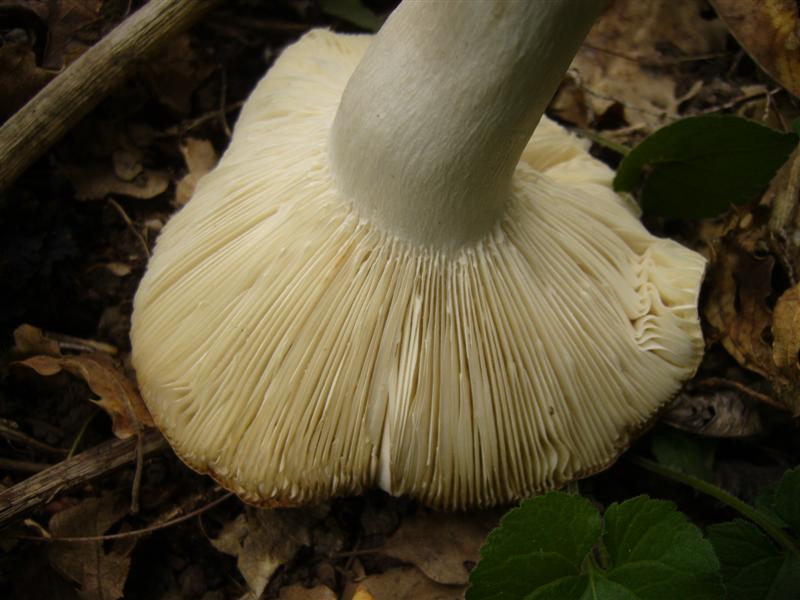 Russula heterophylla ?